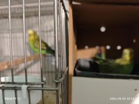 Yavrulu jumbo takım muhabbet kuşu