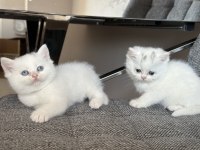 Boncuk gözlü pamuk yavrum british shorthair