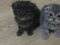Scottish Fold 1,5 Aylık Orijinal