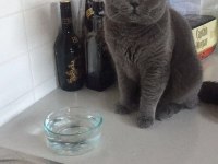 1,5 YAŞINDA ERKEK BRİTİSH KEDİMİZ