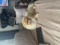 Pomeranian köpeğimiz 7 aylık