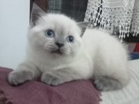 1.5 Aylık Dişi British Shorthair Yavrumuz