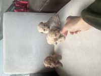 SIFIR BOY MALTİPOO VE PODDLE BEBEKLER