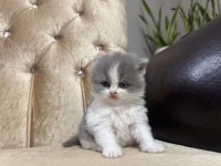 British Longhair Kediler