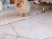 Pomeranian spitz köpeğimiz