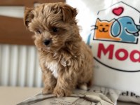 Petmode köpek çiftliğinden tea cup morkie yavrumuz
