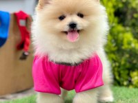 Safkan Pomeranian Boo Bebekler