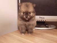 Pomeranian bebekler erkek dişi mevcut