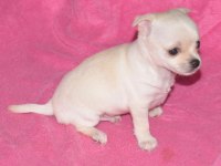 Chihuahua Çok Güzel