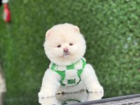 SAĞLIK VE IRK GARANTİLİ POMERANİAN KÖPEKLER