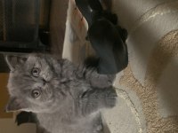 2 aylık tuvalet alışkanlığı kazanmış durumda scottish fold