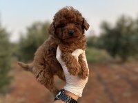 Sağlık ve ırk garantili toy poodle yavrularımız 
