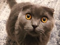 1 yaşında erkek çiftleştirme ilanı scottish fold