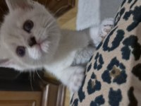 Bursa yavru british shorthair kedimiz