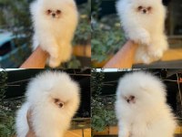 Ankaranın en güzel pomeranian bebekleri
