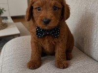 Harika Poodle Yakışıklılar