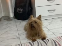 Çift damızlık yorkshire terrier