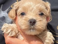 DÜNYA TATLISI MALTİPOO YAVRULARI