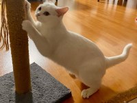 KEDİMİZ SEVGİLİ LİLY İÇİN YUVA ARIYORUZ