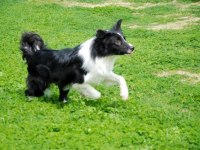 Border Collie Yavrular Black and White