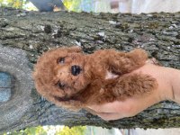 Orjinal kıvır kıvır tüm renklerde toy poodle