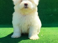 Orijinal Kore kan maltese erkek bebeğim