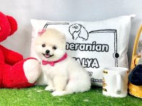 ANTALYA ORJİNAL HER RENK POMERANİAN YAVRULAR