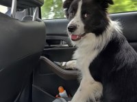 Profesyonel üretim çiftliğinden border collie kapıda öde