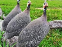 Beç tavuğu fethiye gönderim yapılır
