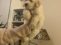 A KALİTE EĞİTİMLİ MALTİPOO