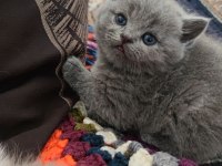 British shorthair badem şekeri ve çekirdek