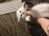 ERKEK BRİTİSH SHORTHAİR AÇIKLAMAYI OKUYUN