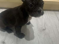 Uyguna 5 aylık fransız bulldog