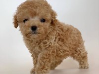maltipoo kore kan 0 numara bebekler