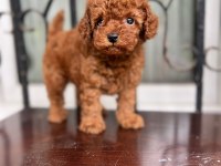 Ankarada ziyarete açık safkan toy poodle