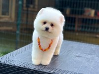 Pamuk Şekeri Pomeranian Boo