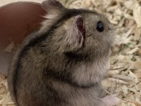 HAMSTER-GONZALES YAVRULARIMIZ HERYERE GÖNDERİM