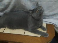 British shorthair ve scottish fold