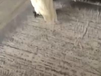 Full Evcil Bebek Gibi Umbrella Kakadu