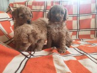 A Kaliteli Toy Poodle Yavrularımız