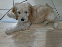 KÜÇÜK MALTİPOO OĞLUM