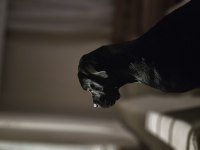 1 yaşında safkan cane corso