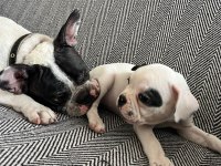 Mecburiyetten French Bulldog Yavrum Son Dişi