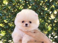 BİBLO ERKEK POMERANİAN BOO