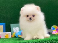 Blacks Petshop Garantisiyle Sağlık Garantili Pomeranian