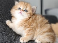 British Longhair Erkek Golden Yavru