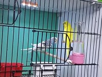 Renk güzeli muhabbet kuşu takımlar