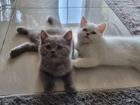Acil sahiplendirme british shorthair ve blue point yavrular