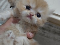3 adet kedilerim