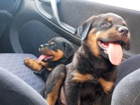 Irk garantili rottweiler yavrularımız